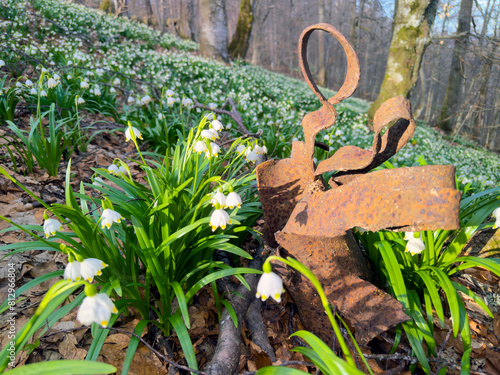 Obraz na płótnie A World War II shell fragment. A large field of snowdrops, and a rusty piece of military iron w salonie