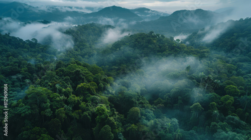 Tranquil aerial view of misty rainforest showcasing the serenity of nature