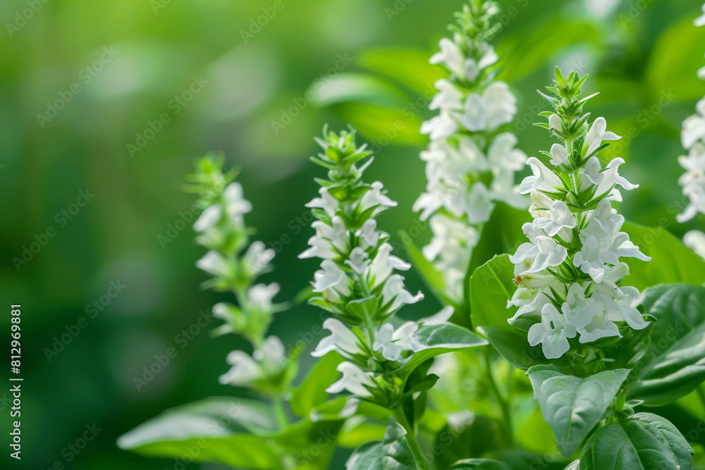 Basil flowers in bloom, close-up on the delicate white flowers against a lush green leaf background 