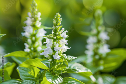 Basil flowers in bloom, close-up on the delicate white flowers against a lush green leaf background 