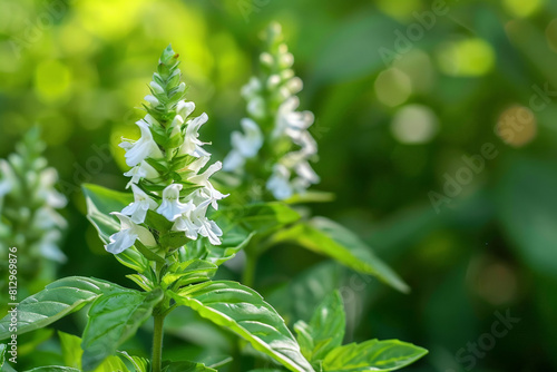 Basil flowers in bloom, close-up on the delicate white flowers against a lush green leaf background 
