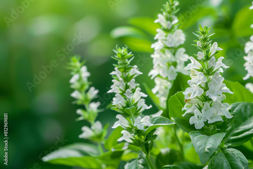 Basil flowers in bloom, close-up on the delicate white flowers against a lush green leaf background 