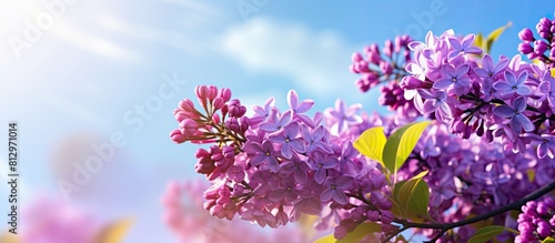 A beautiful spring background featuring a branch of purple lilac flowers against a sunny blue sky The vibrant colors of the spring flowers create a stunning contrast with the abstract blurred backgro