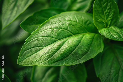Macro shot of basil leaf texture, detailed focus on the veins and vibrant green color 