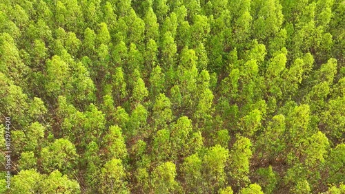 An aerial view reveals a lush carpet of eucalyptus trees, their dense and vibrant greenery a testament to rapid growth and the uniformity of these sprawling plantations.
 photo