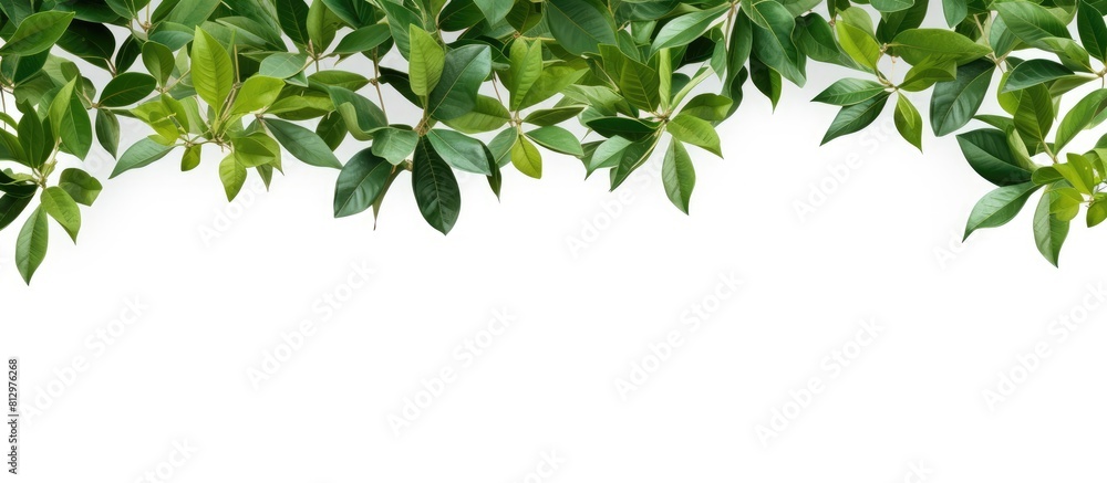 Tropical tree branches with leaves isolated on a white background creating a lush green foliage backdrop and providing room for a copy space image Tropical tree branches with leaves isolated on a white background creating a lush green foliage backdrop and providing room for a copy space image