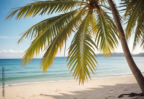 summer season theme with leafs of palm trees covered with shiny sun at beach behind Beach and Sea  season theme