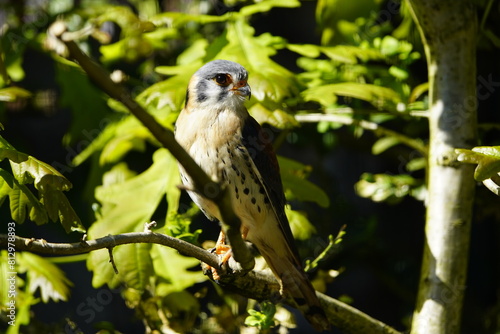 Bild auf Leinwand The painted falcon (Falco sparverius), also known as the American kestrel, is a bird from the family Falconidae