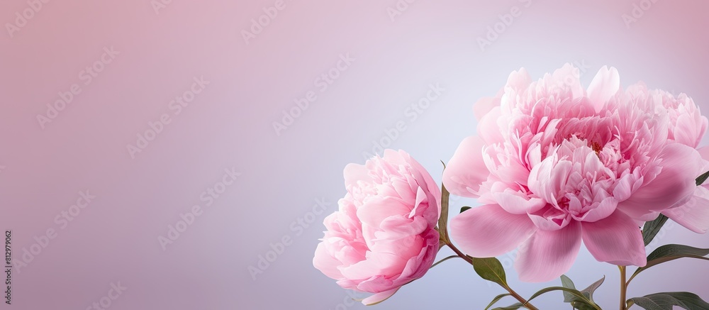 Fototapeta premium Closeup of a beautiful aromatic peony on a pink background with copy space for text