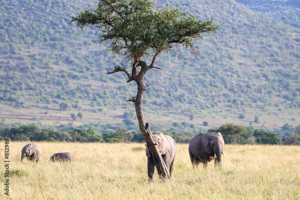 Naklejka premium Young elephant testing his strength by pushing over a tree