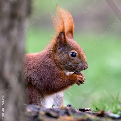 red squirrel in the forest