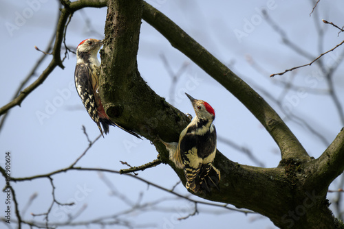 Woodpeckers