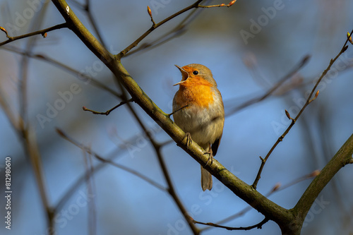 robin on a twig