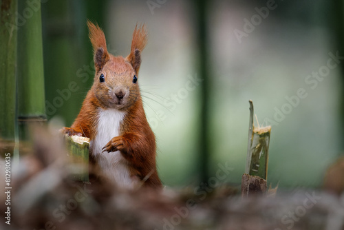 squirrel in the woods