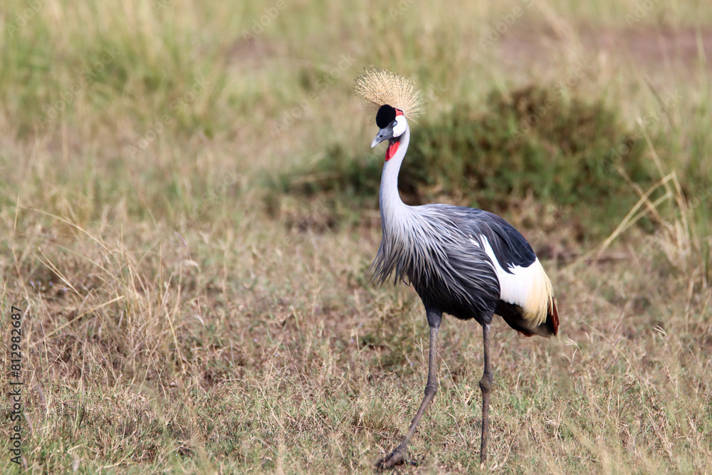 grey crowned crane in Masai Mara