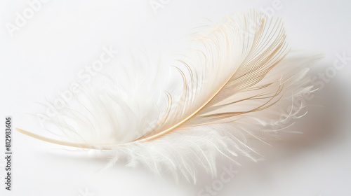 Beautiful fluffy white feather  abstract feather on white background. High resolution. 