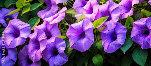 Morning glory flowers with their vibrant purple hue belong to a vast family of over 1 000 flowering plant species known as Convolvulaceae Copy space image