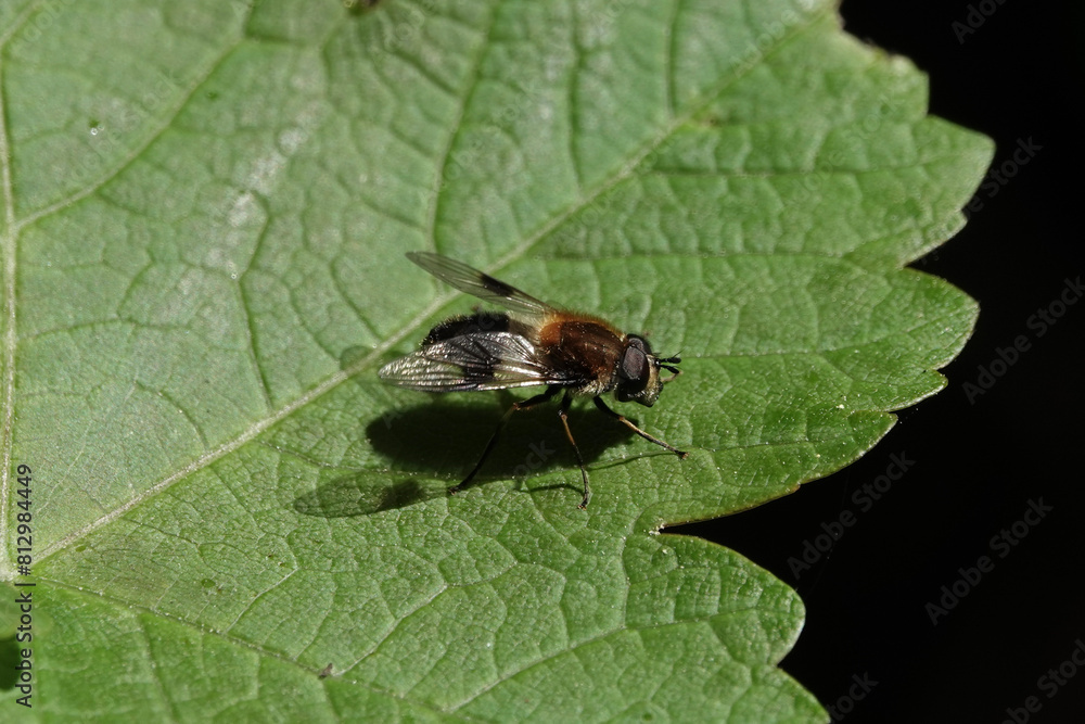 Leucozona lucorum, a species of hoverfly Leucozona lucorum, a species of hoverfly