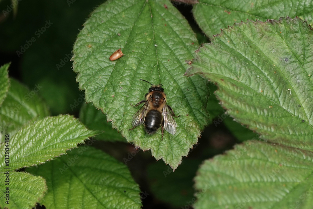 Fototapeta premium A Mining Bee (Andrena) on a leaf