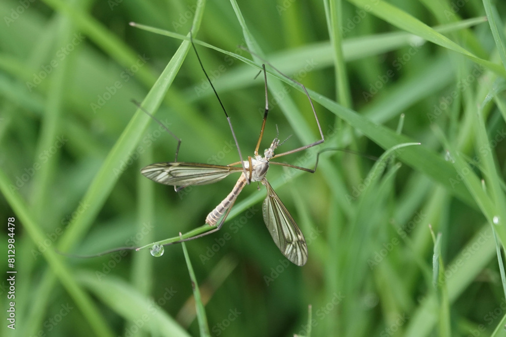 Fototapeta premium Black-striped Cranefly (Tipula vernalis)