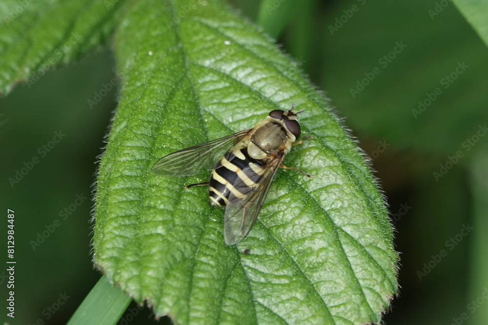 A Hoverfly (Syrphus)
