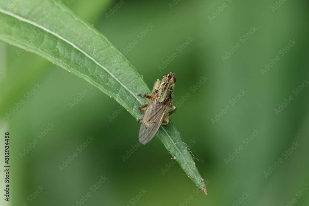 A Yellow Dung Fly (Scathophaga stercoraria) on a leaf