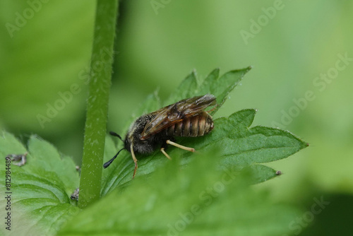 Honeysuckle Sawfly (Abia lonicerae agg.) © Pete Mella