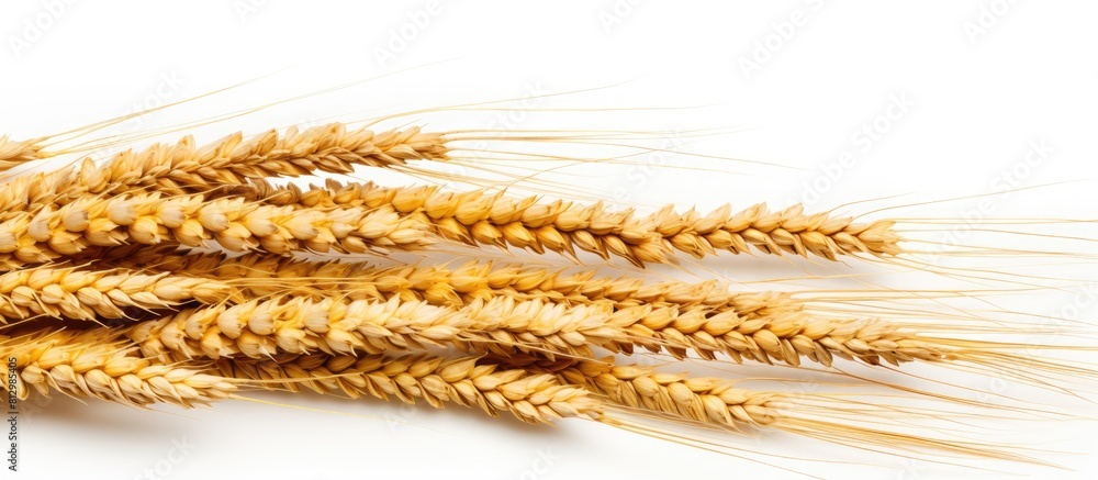 A copy space image with golden ripe ears of wheat set against a white isolated backdrop A copy space image with golden ripe ears of wheat set against a white isolated backdrop