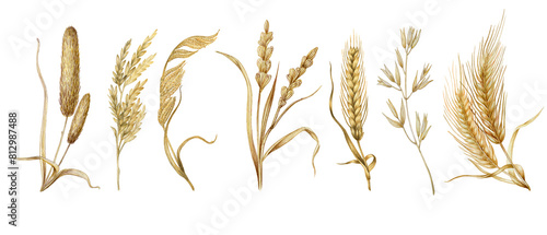 Set of illustrations with golden cereals. Collection of hand drawn plants isolated on white background. Delicate, tender design elements. 
