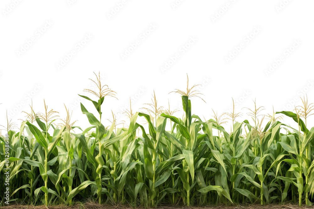 A large field of corn growing tall and green under the bright sun. A large field of corn growing tall and green under the bright sun.