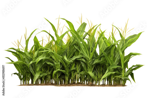 A photo of a lush green corn field, ready for harvest.