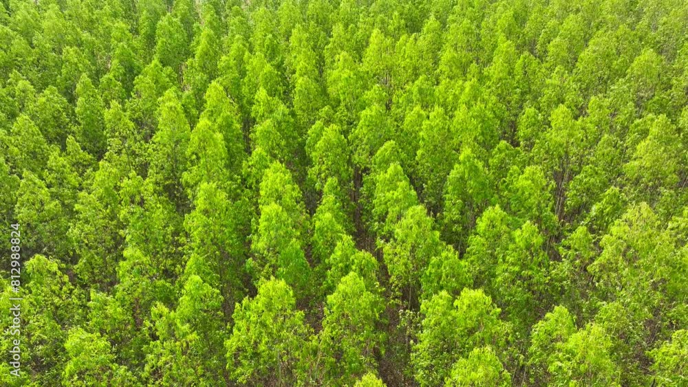 Behold the eucalyptus expanse, a symphony of green hues harmonizing under the sun's gentle caress, a testament to nature's grandeur.
Behold the eucalyptus expanse, a symphony of green hues harmonizing under the sun's gentle caress, a testament to nature's grandeur.