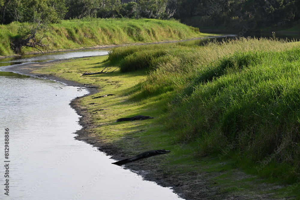 alligator infested waters of Myakka River State Park, Florida alligator infested waters of Myakka River State Park, Florida