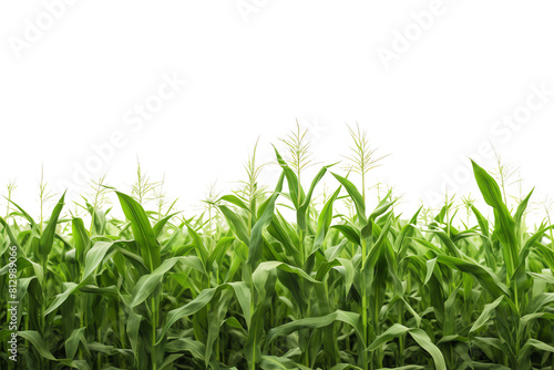 Green corn field isolated on transparent background.