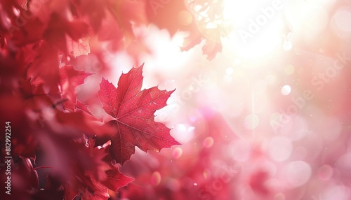Red maple leaves in the sunlight, with a red color tone and white background.