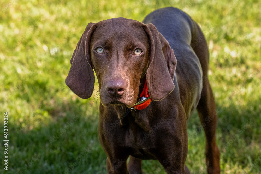 portrait of a dog portrait of a dog