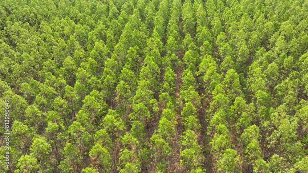 From above, the eucalyptus forest unveils a lush expanse, trees standing shoulder to shoulder, their vibrant green canopies painting a picture of prolific growth and timber abundance.
From above, the eucalyptus forest unveils a lush expanse, trees standing shoulder to shoulder, their vibrant green canopies painting a picture of prolific growth and timber abundance.