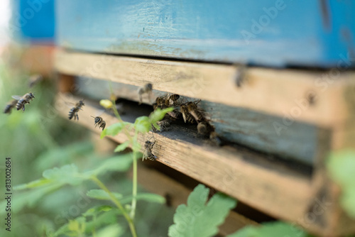 Pszczoły przynoszące pyłek do ula. photo