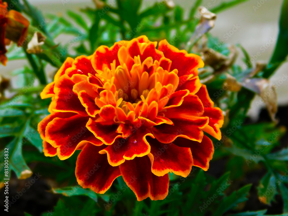 Die Blüten der Studentenblume