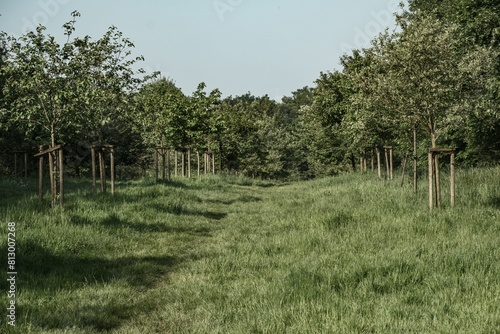 meadow with fruit trees in spring