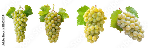 Four bunches of chenin blanc grapes with leaves cutout set