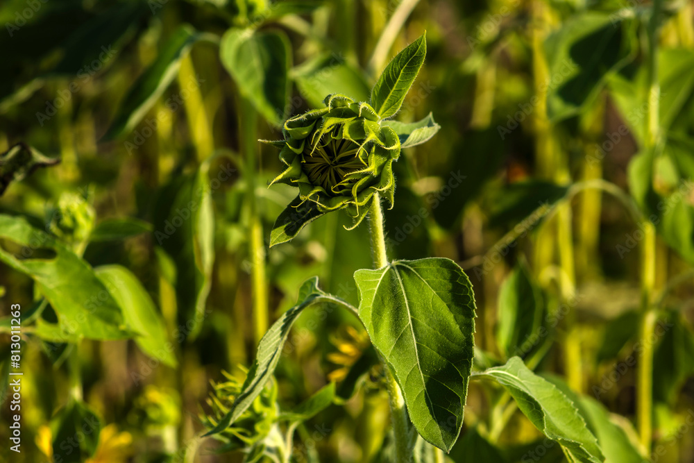 Fototapeta premium Common Sunflower (Helianthus annuus) grown as a crop for its edible oil and edible seed in Brazil