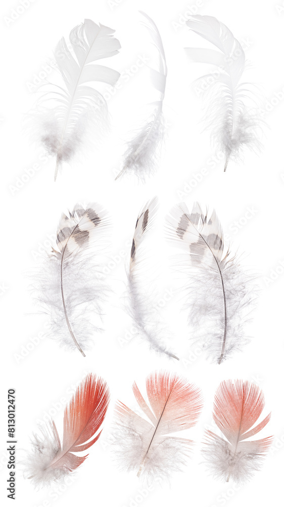 Obraz premium isolated on white nine small feathers