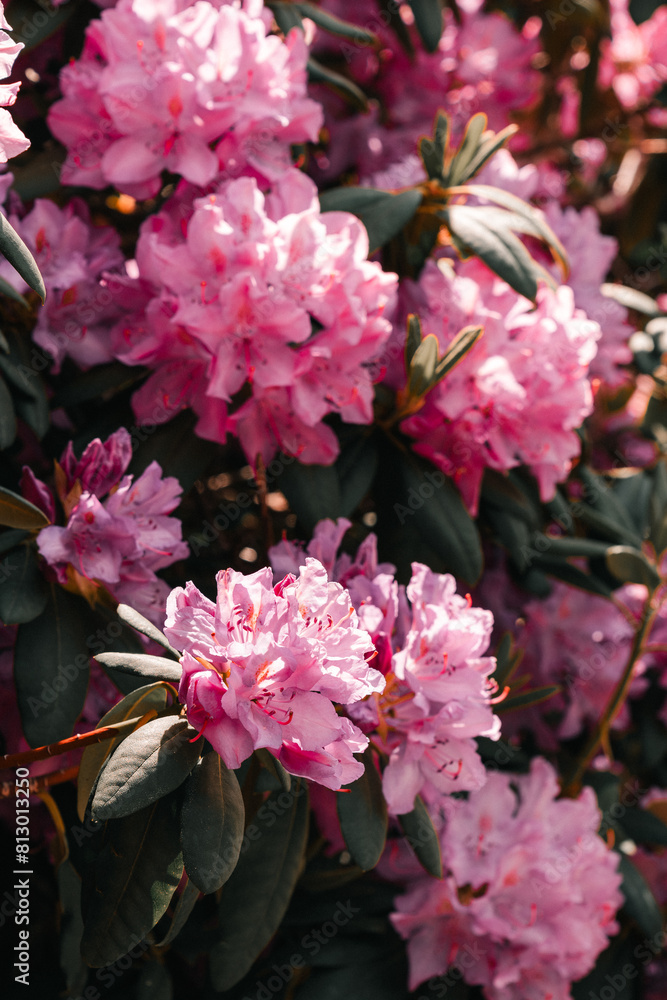 Fototapeta premium pink flowers