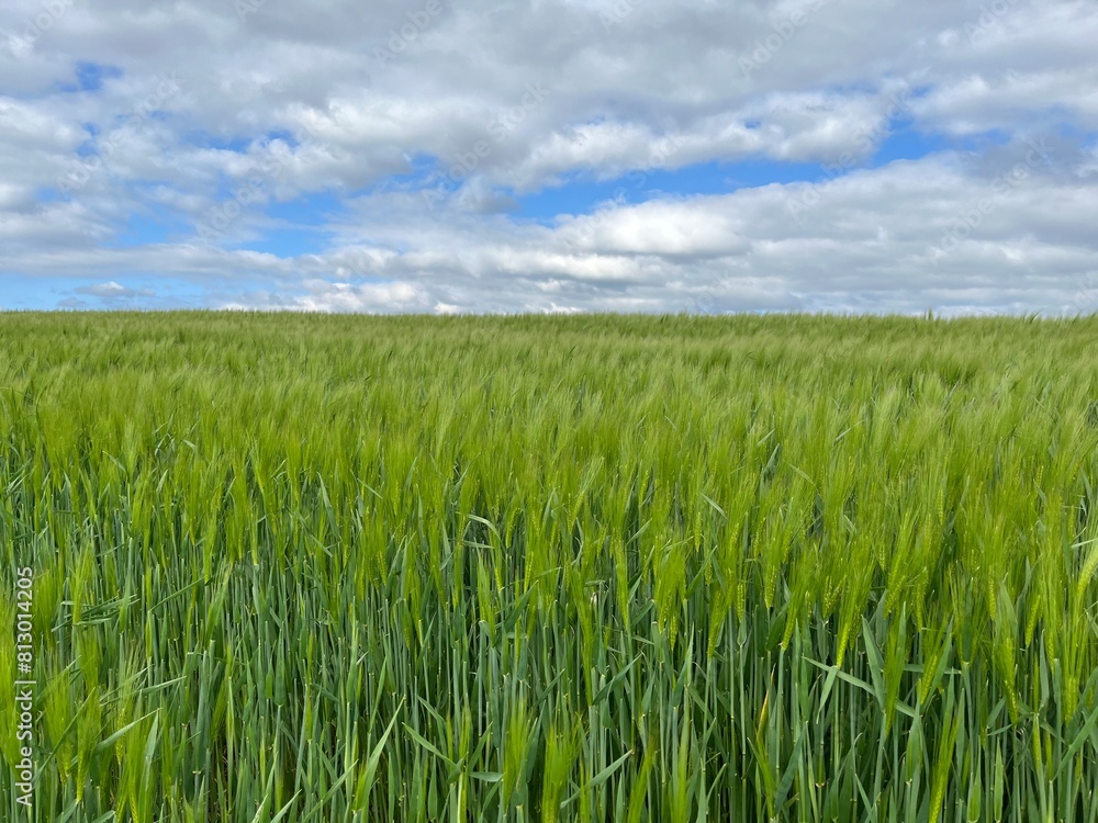 Crop field with cloudy sky in the background Crop field with cloudy sky in the background