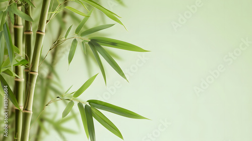 Tranquil bamboo foliage against a soft green background  providing space for text