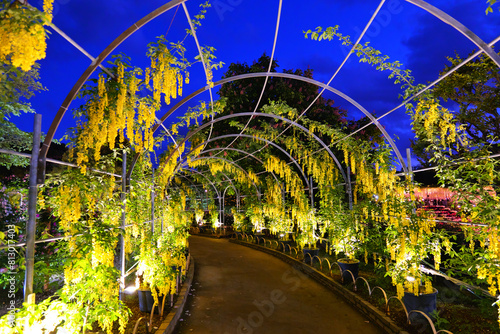 ライトアップされたきばな藤のトンネル
