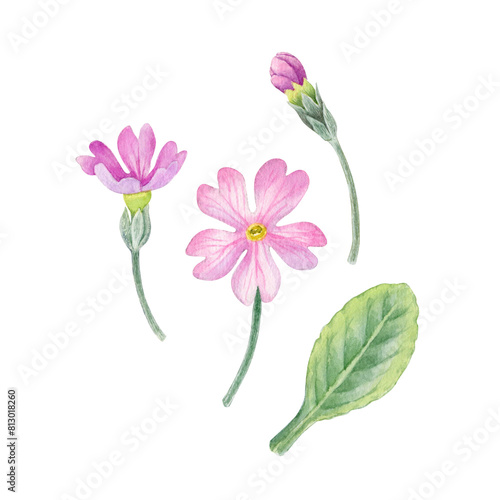 Watercolor hand drawn spring pink primula flowers, pink primroses flowers can be use as print, poster, floral element, stickers, tattoo, textile, fabric design , invitation, greeting card, postcard.