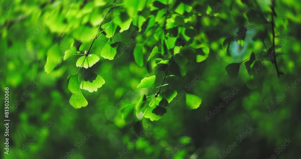 Ginkgo leaves in summer
Ginkgo leaves in summer
