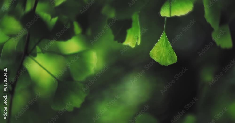 Ginkgo leaves in summer
Ginkgo leaves in summer
